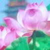 娱声的头像