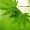 枫叶的头像