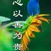 知己的头像