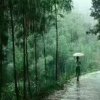 竹林听雨《好忙》的头像