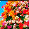 王计娥的头像