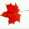 红色枫叶的头像