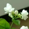 平淡的头像