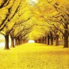 深秋、送花号的头像