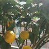金富荣祥的头像