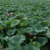人生感悟的头像