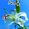 空谷幽兰的头像
