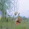 顺其自然的头像