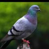 鸽子的头像