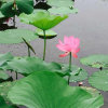 六月荷花（退离）的头像