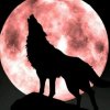 孤独的狼的头像