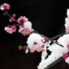 寒雪梅芳的头像