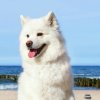 白雪公主的头像