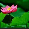 彼岸~金莲~缘的头像