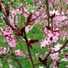 今生有缘的头像
