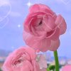 ꧁❀快乐每一天❀꧂的头像