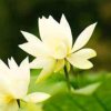 淡雅之花的头像