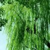 一路顺风的头像