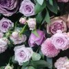 春暖花开的头像
