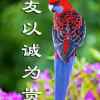 丽的头像