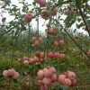 一生有你相随的头像