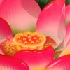 春暖花开的头像