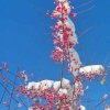 五柳酣春（合唱小号）的头像