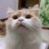 衍辰墨十六℡的头像