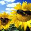 向日葵的头像