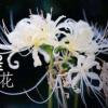 忘川花开不见叶的头像