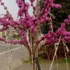红车子跃进的头像