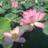 春暖花开的头像