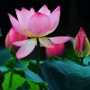 无悔人生的头像