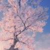 雪山来客的头像