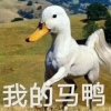 维C的头像