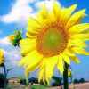向日葵的头像