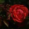 雨中玫瑰的头像