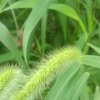 小草的头像