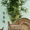 芳草的头像