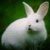 白兔的头像