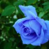 蓝玫瑰的头像
