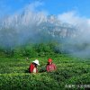 高山名茶的头像