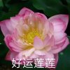欣怡的头像