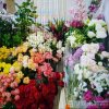 百花齐放的头像