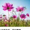 春暖花开的头像