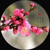 梅花颂的头像