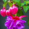 芳的头像