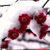 冰雪寒梅的头像
