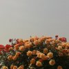郝 ~~歌的头像