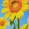 向日葵的头像